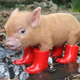 Illustration for article titled The Daily LOL: Piglet Wearing Boots